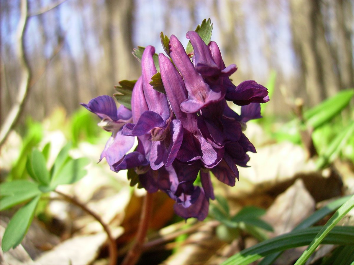 Хохлатка рисунок акварелью