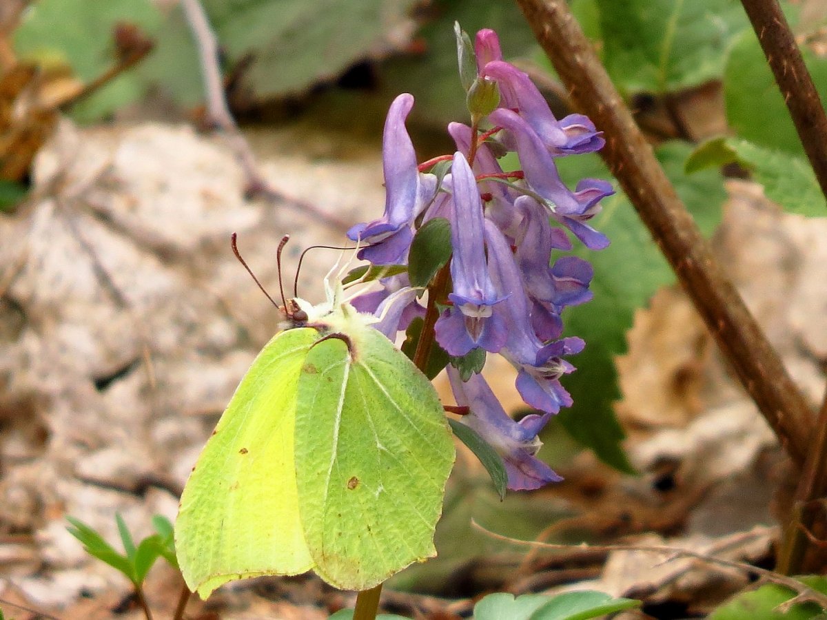 Хохлатка Кавказская "Машук"