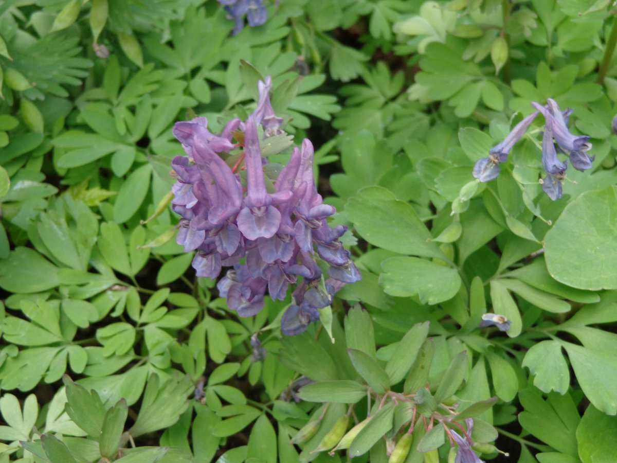 Хохлатка (Corydalis)