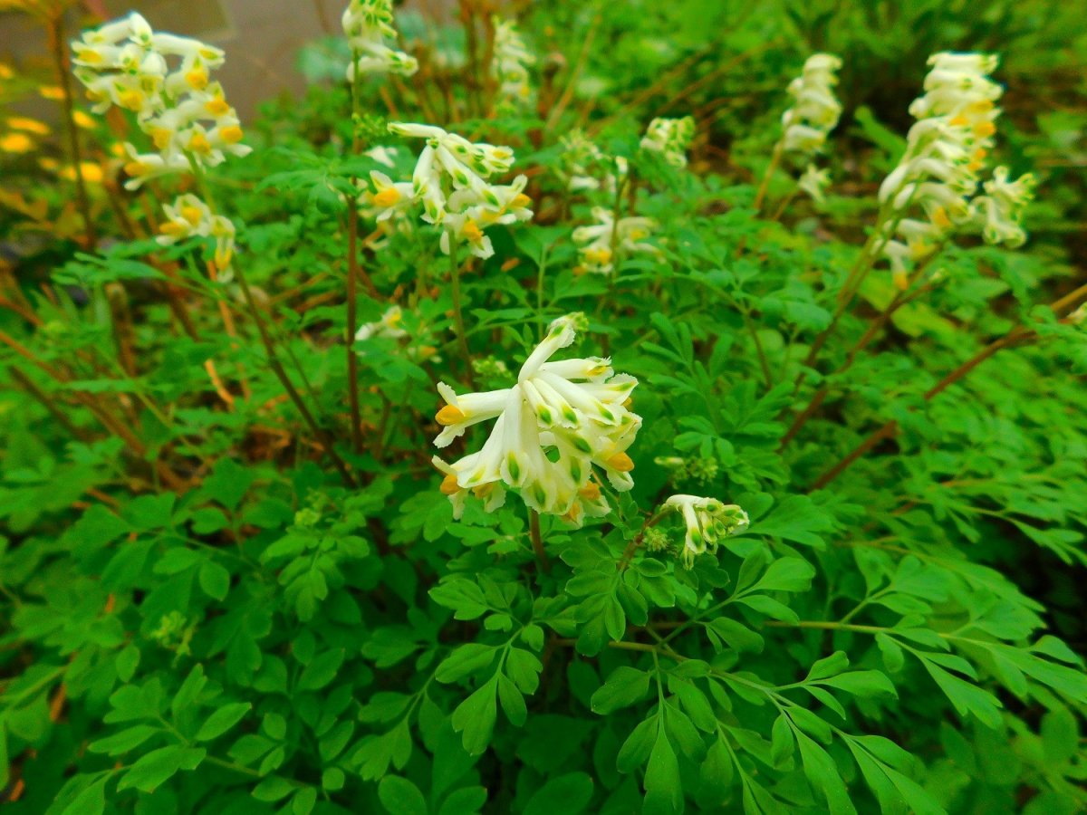 Хохлатка маковые