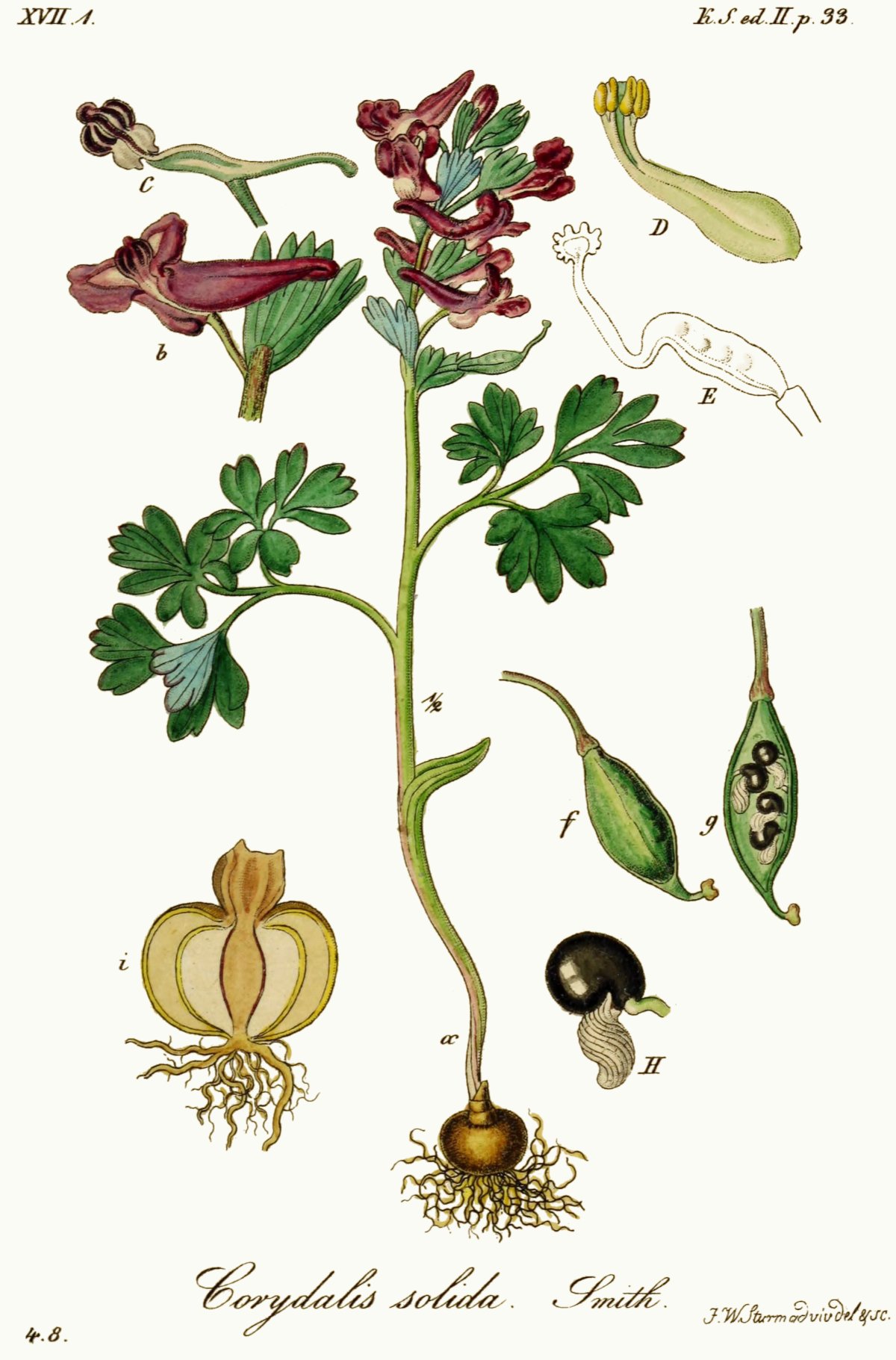 Хохлатка пионолистная