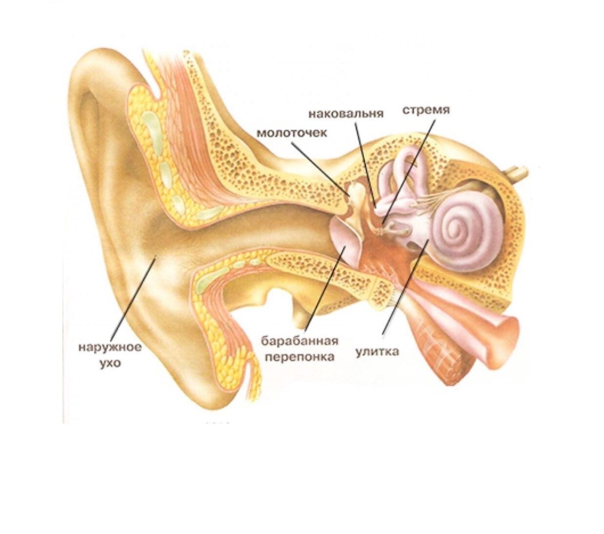 Ухо и звуковые волны