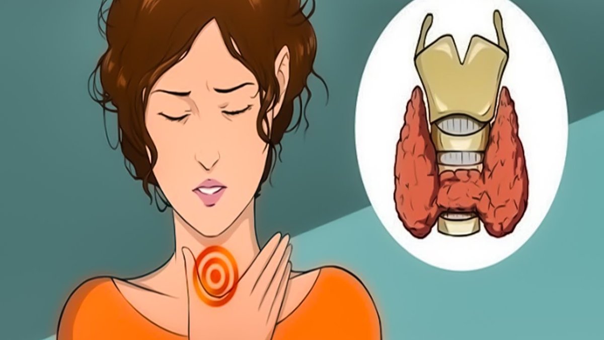 Щитовидная железа рисунок