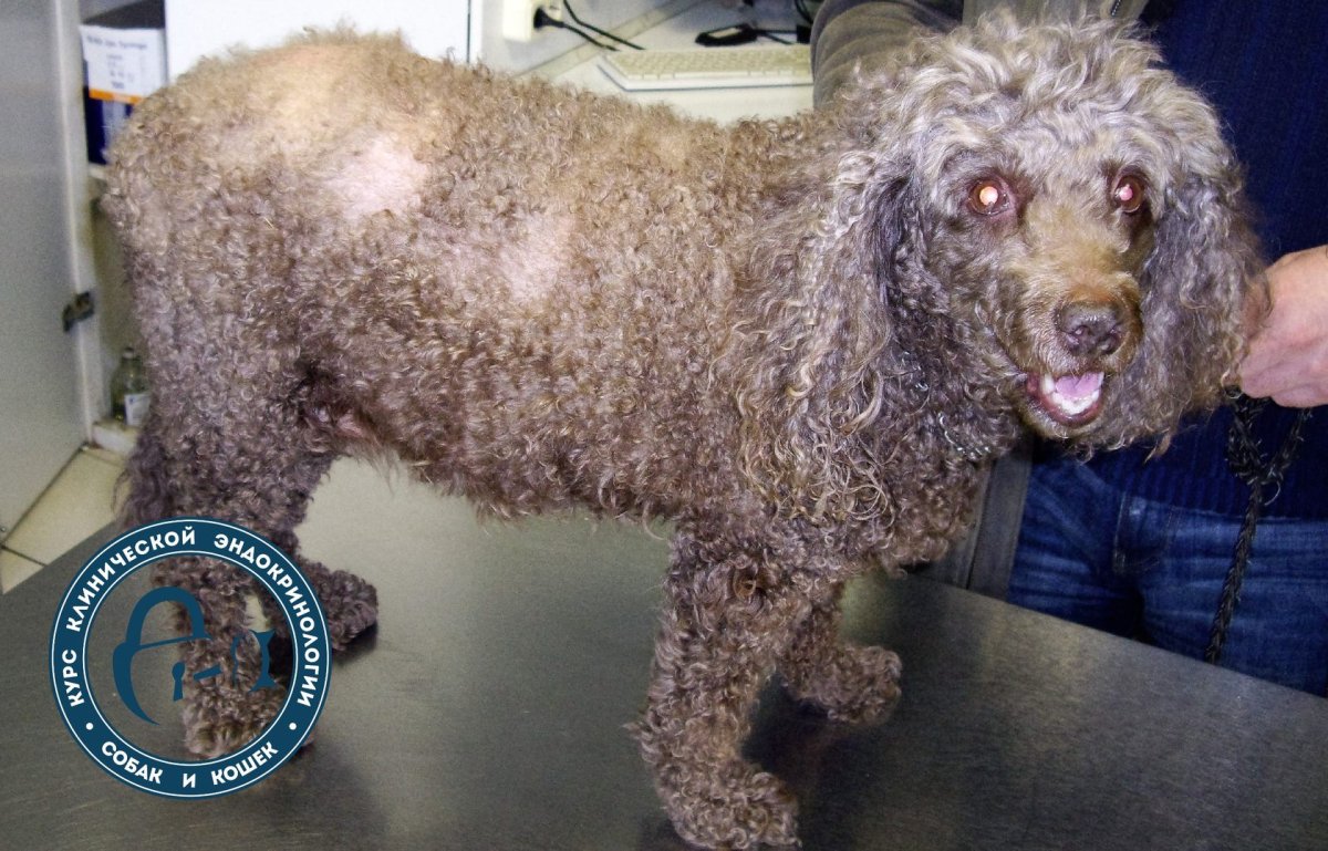 Горчичники при аутоиммунном тиреоидите щитовидной железы