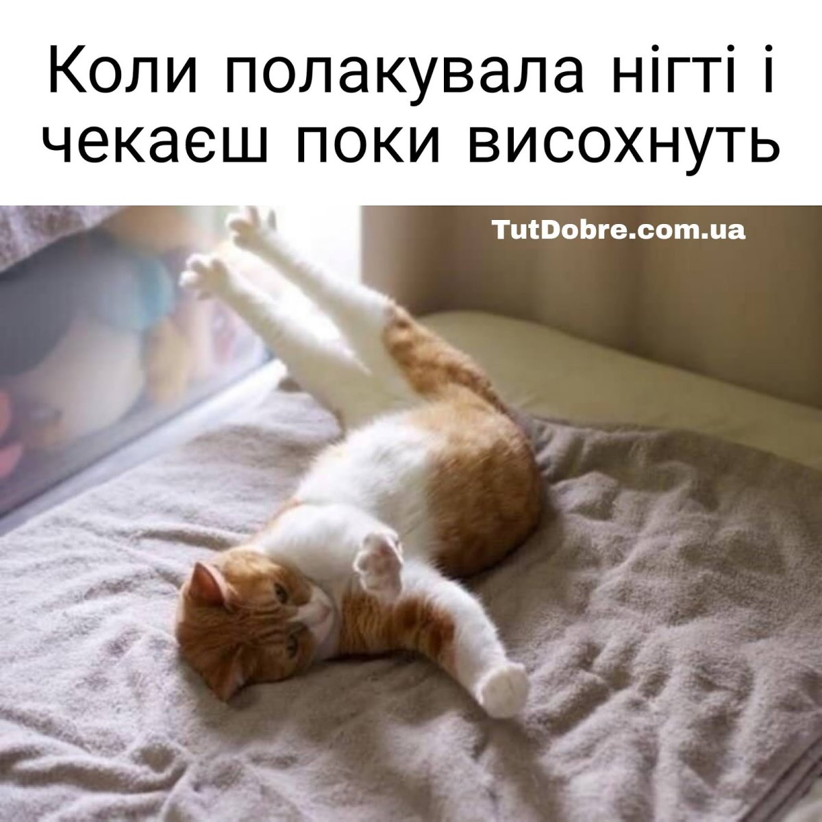 Потягушки кота