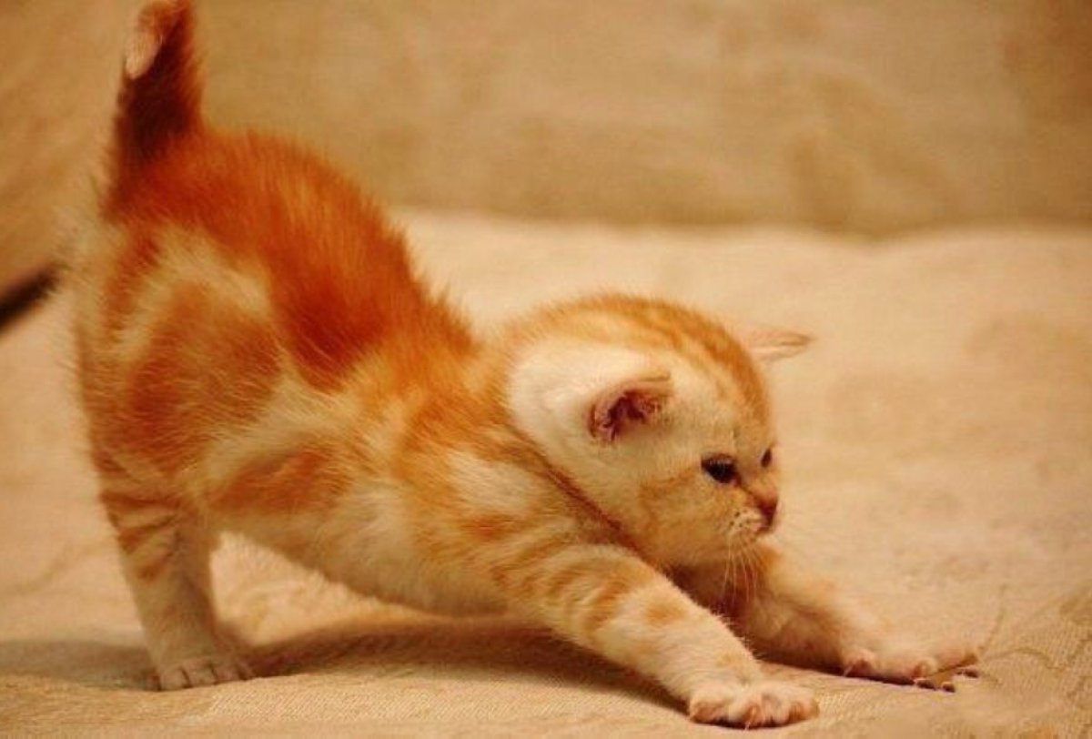 Доброе утро потягушки