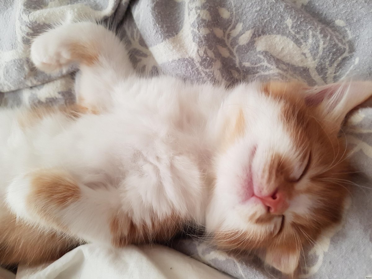 Стройные девушки в постели