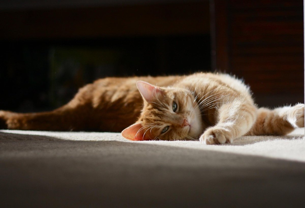 Кошка проснулась