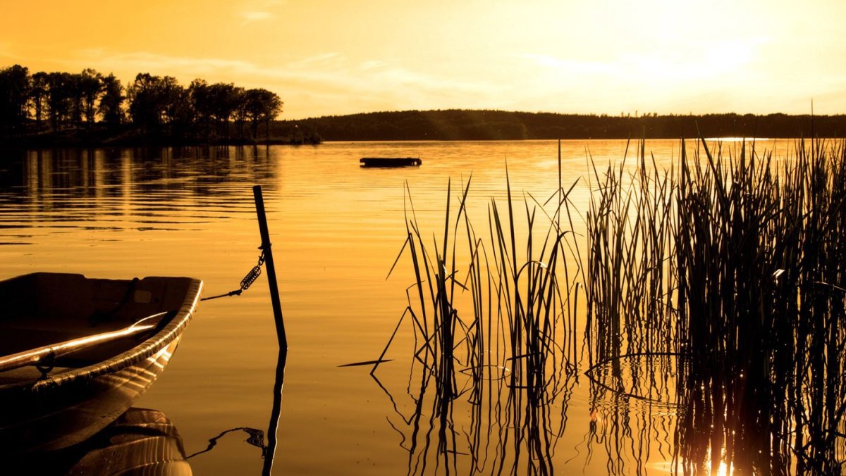 Берег с камышами