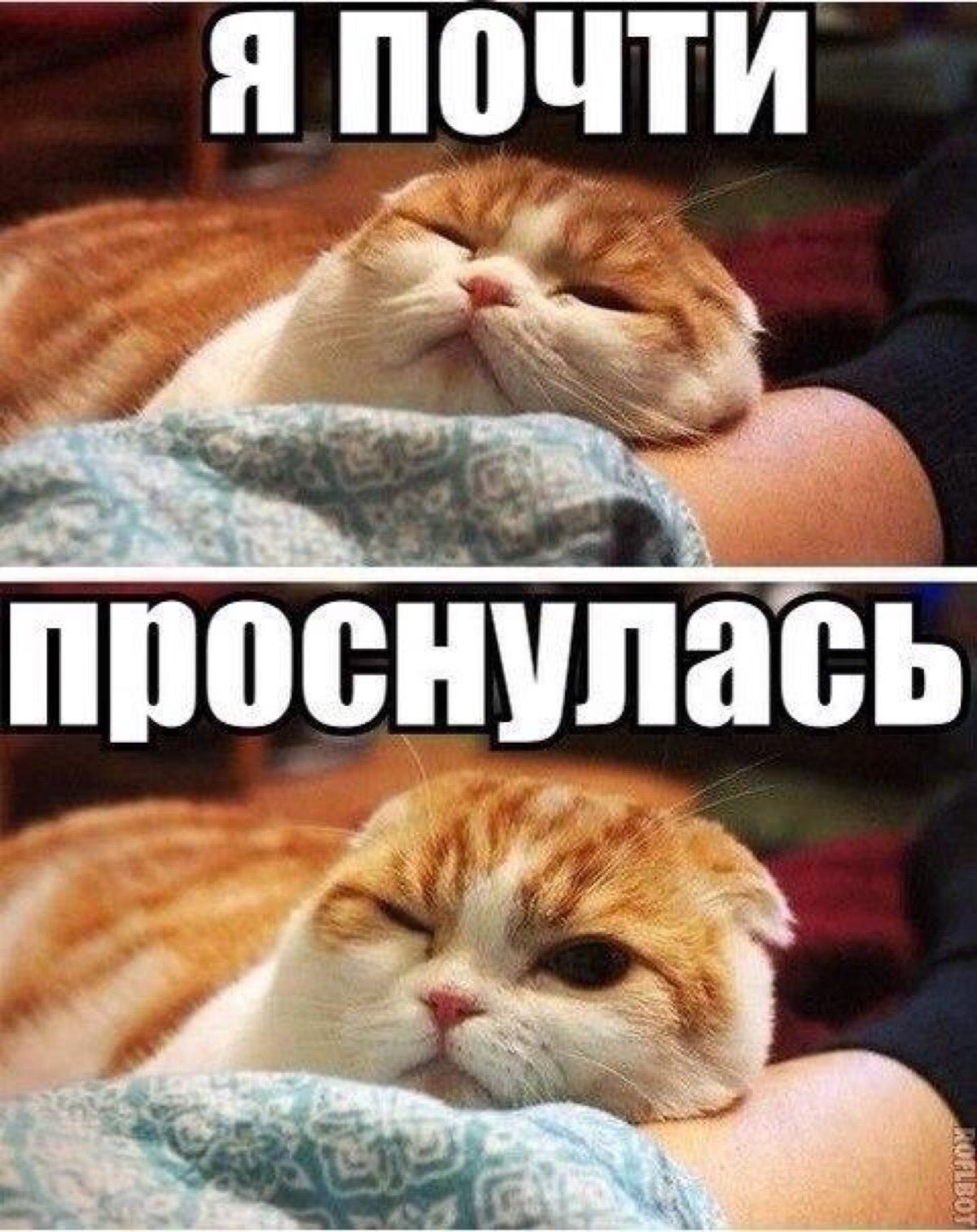 Шутки про карантин