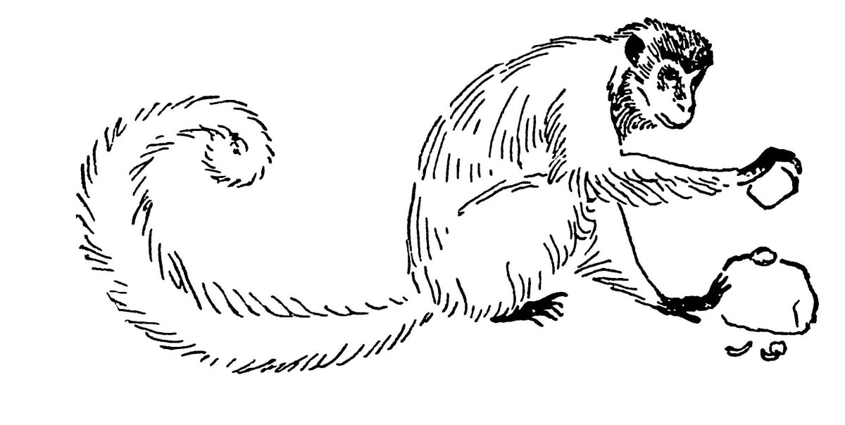 ЛОВУШКА для обезьян Тіква