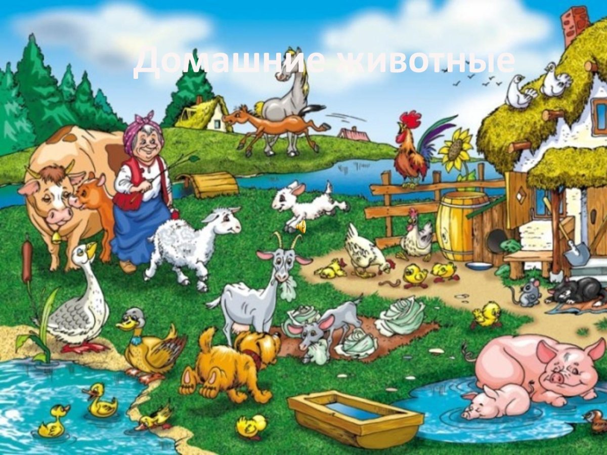 Животные во дворе