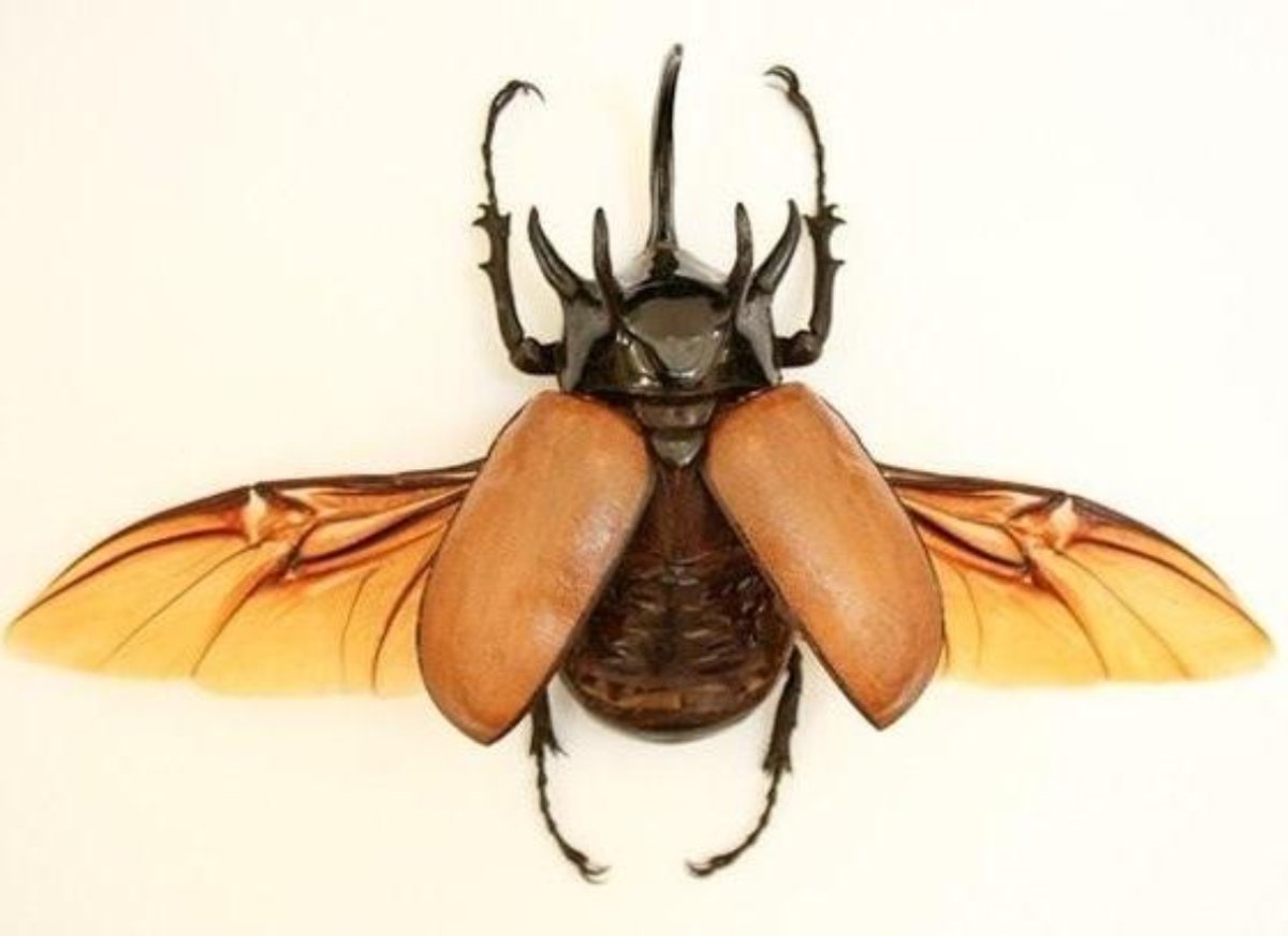 Жуки скарабеи Майский Жук