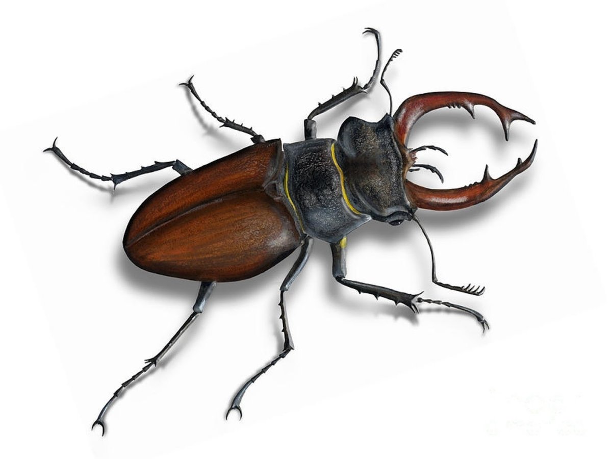 Жук Рогач рисунок