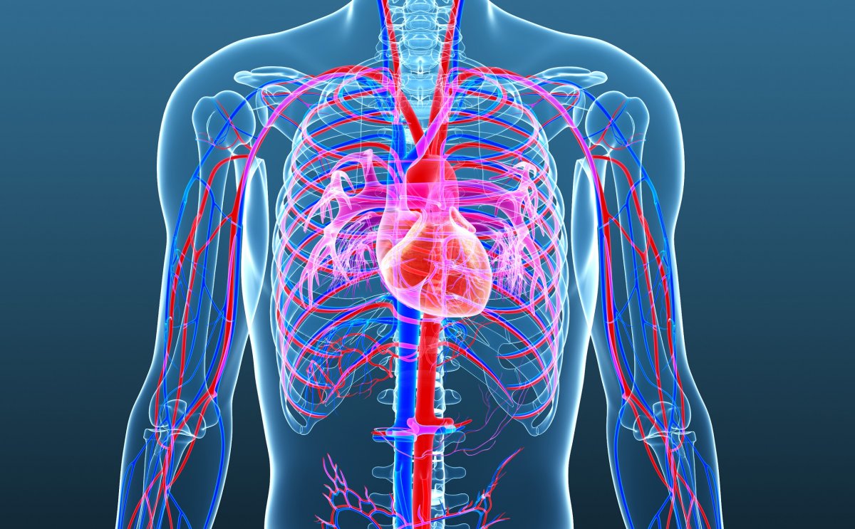 Сердечно сосудистая система