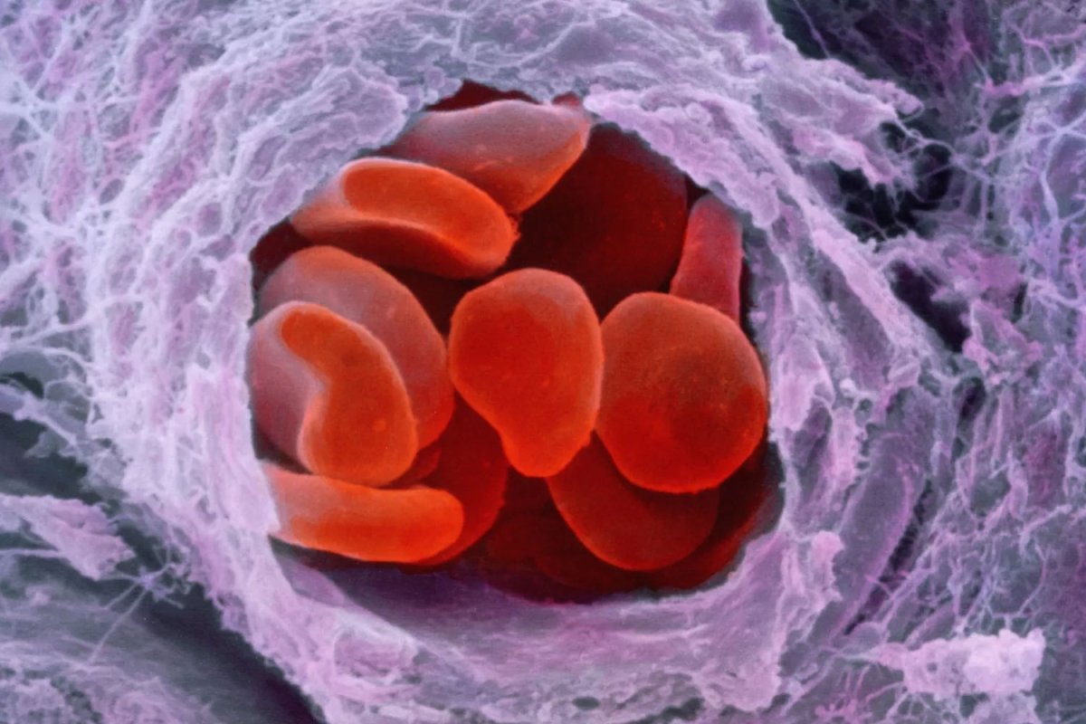 Кровь под микроскопом