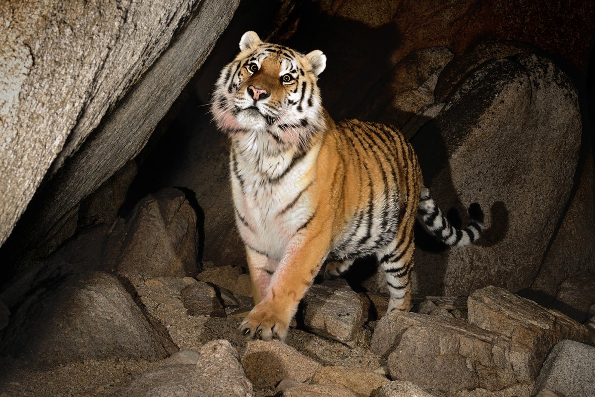 Торговля редкими видами животных