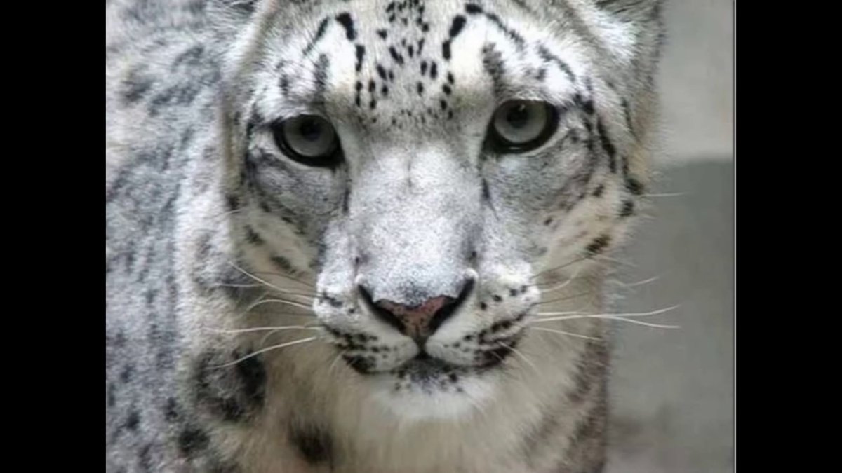 Ирбис и Дальневосточный леопард