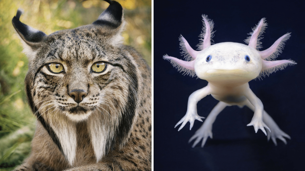 Лозунг по защите животных