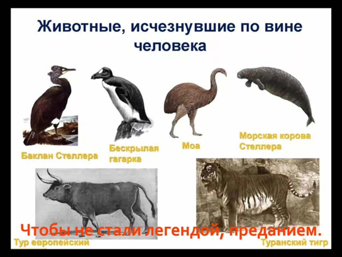 Животные которые скоро вымрут