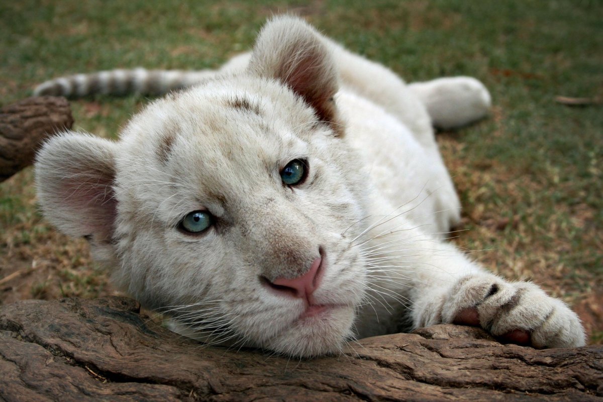 Туранский (Каспийский) тигр