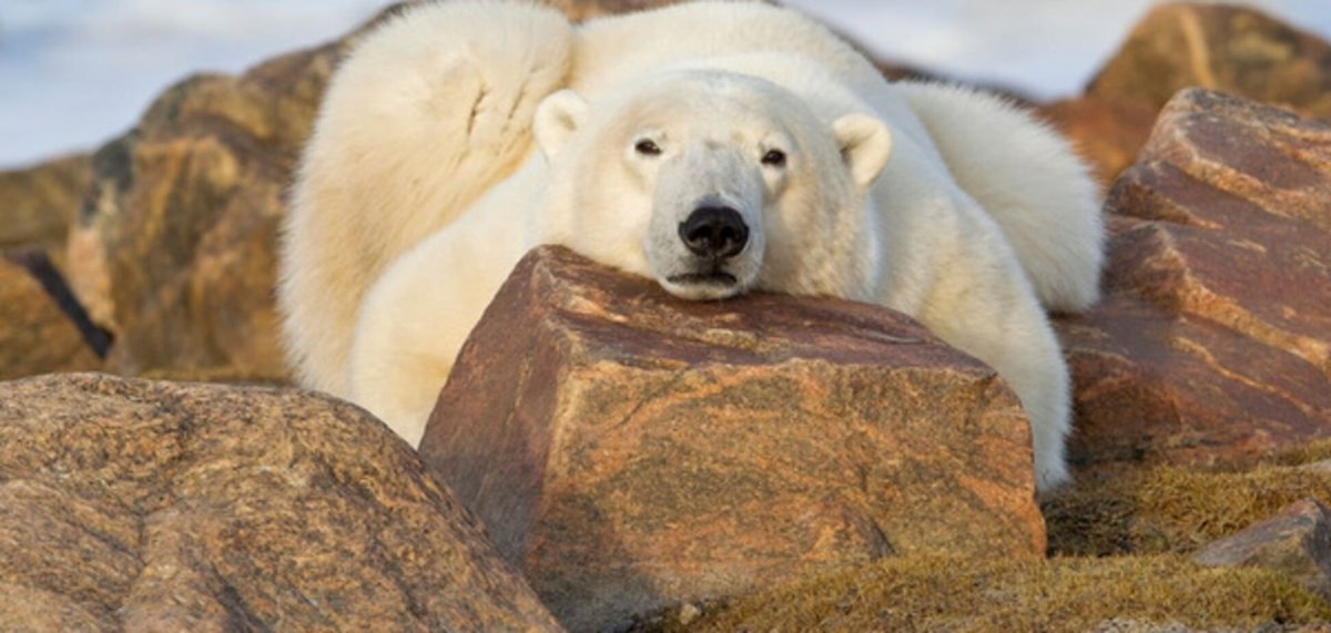 Закавказский Туранский тигр