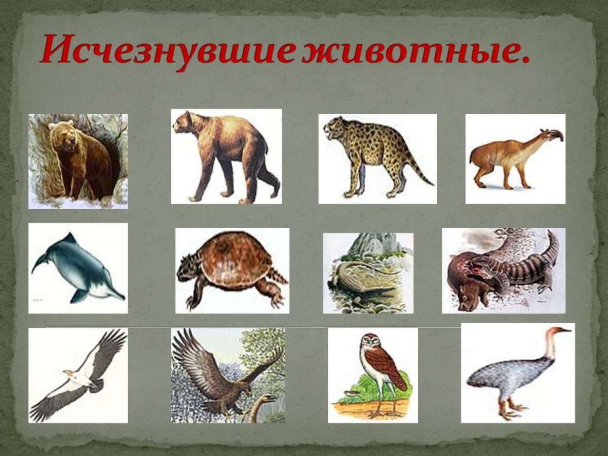 Снежный Барс (Ирбис, снежный леопард)