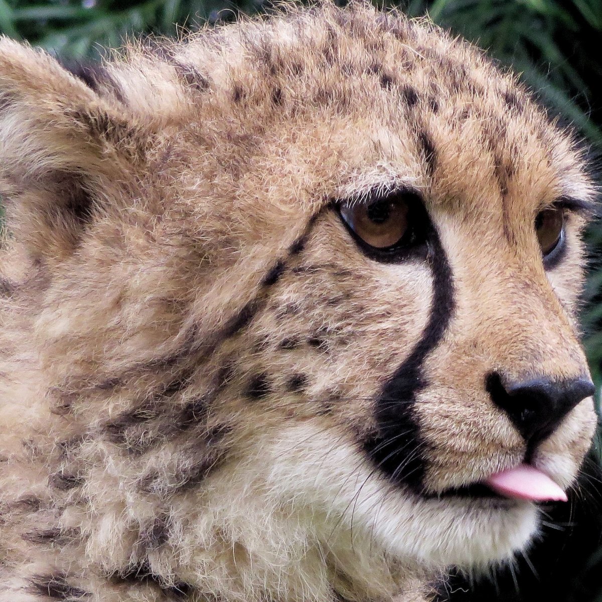 Ирбис самка