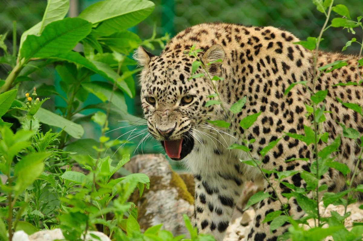 Коллаж с животными