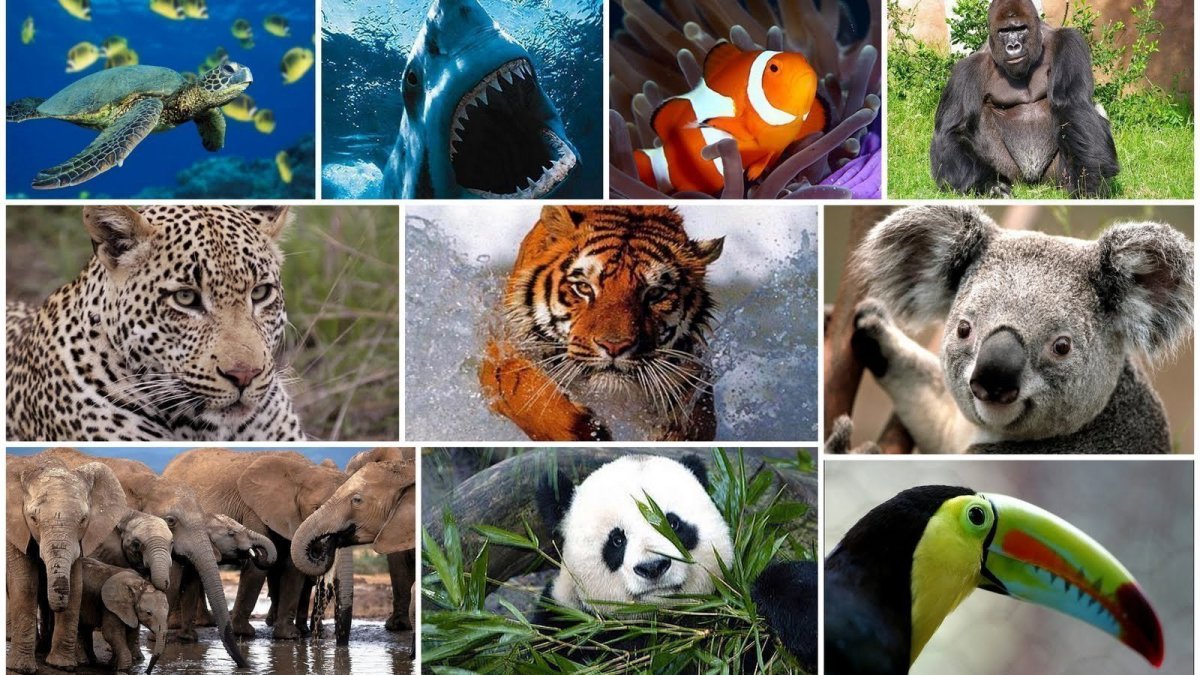 Коллаж с животными