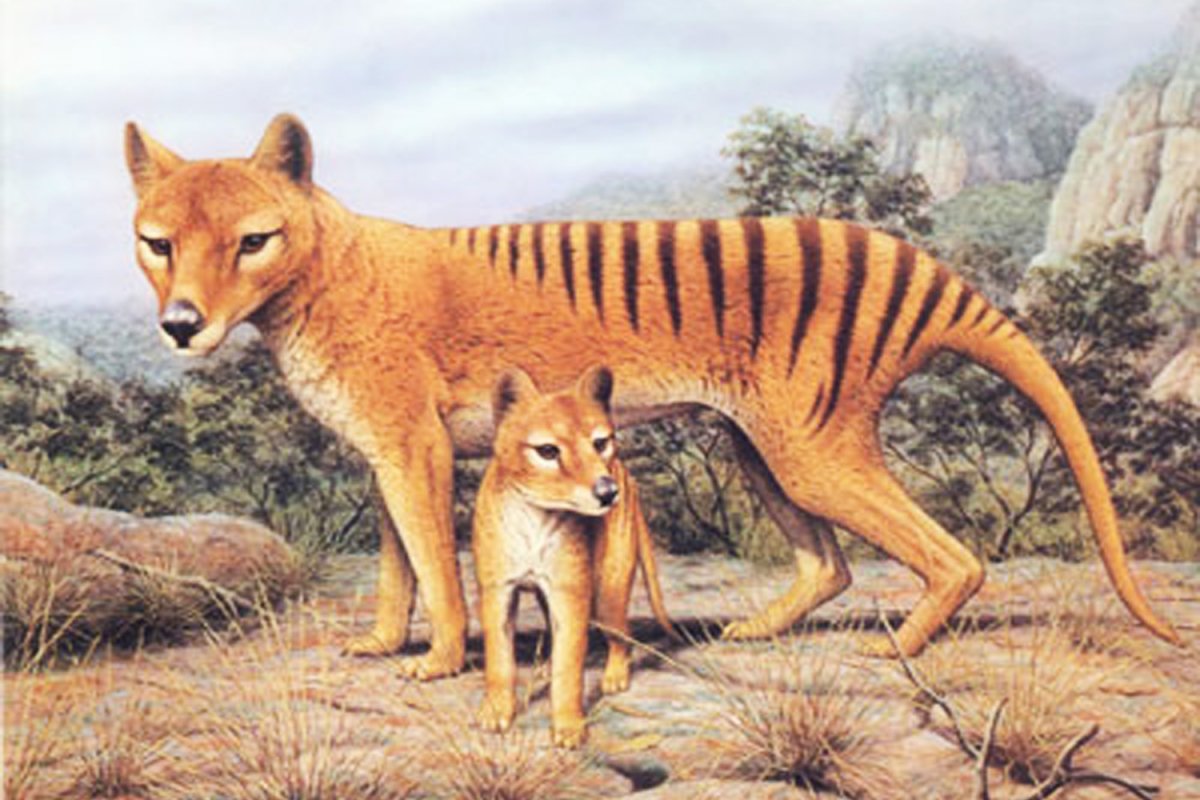 Переднеазиатский леопард в России