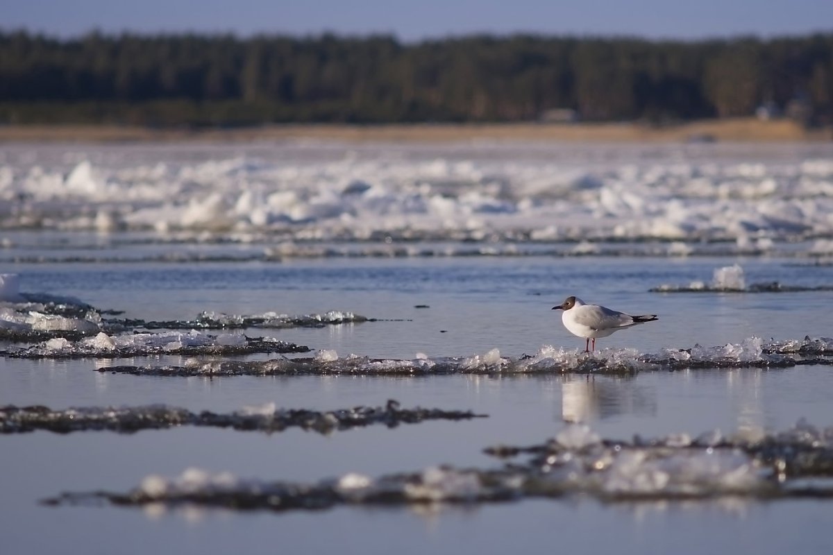 Ледоход в Тобольске 2022