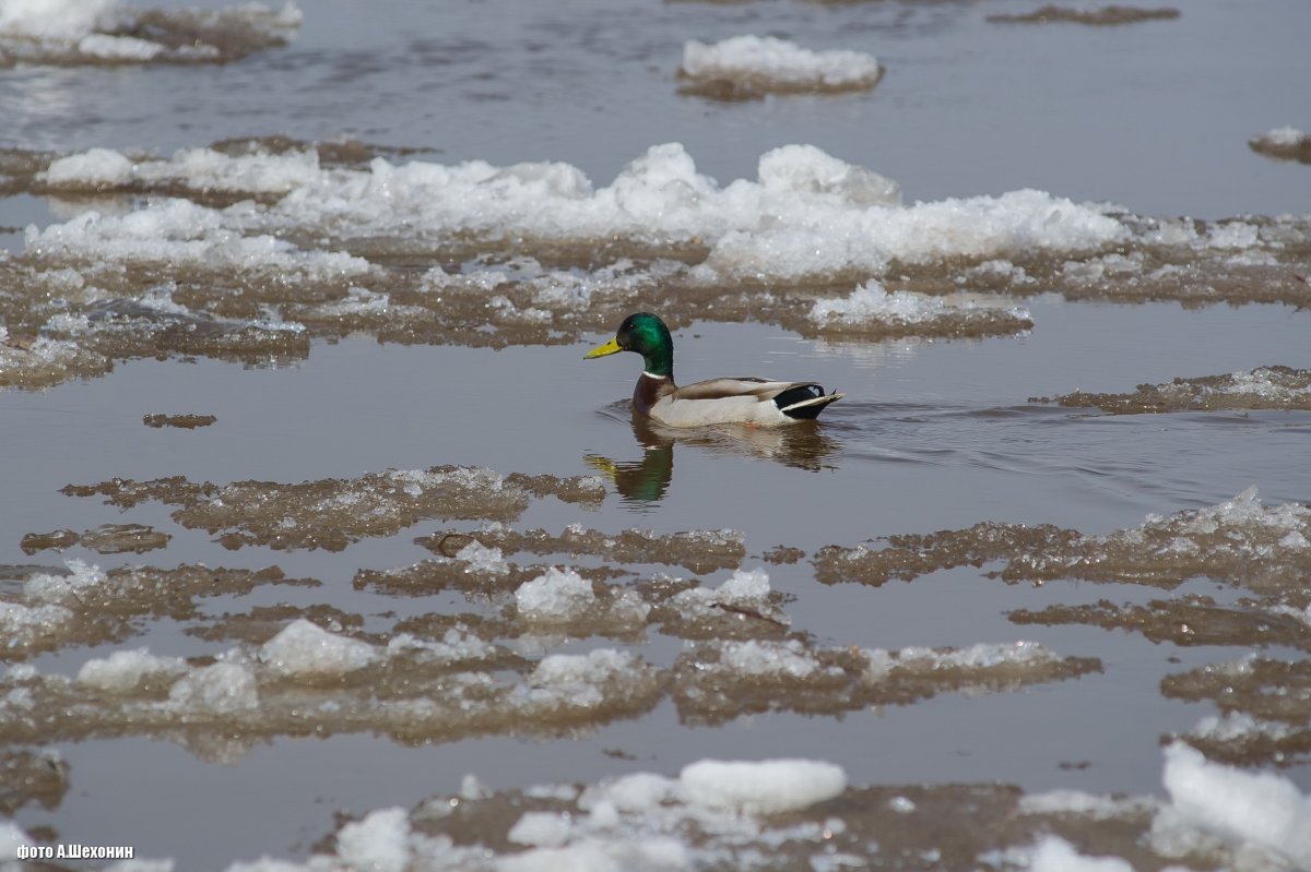 Сычков ледоход