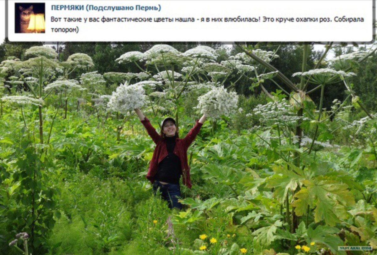 Борщевик Сосновского раскраска