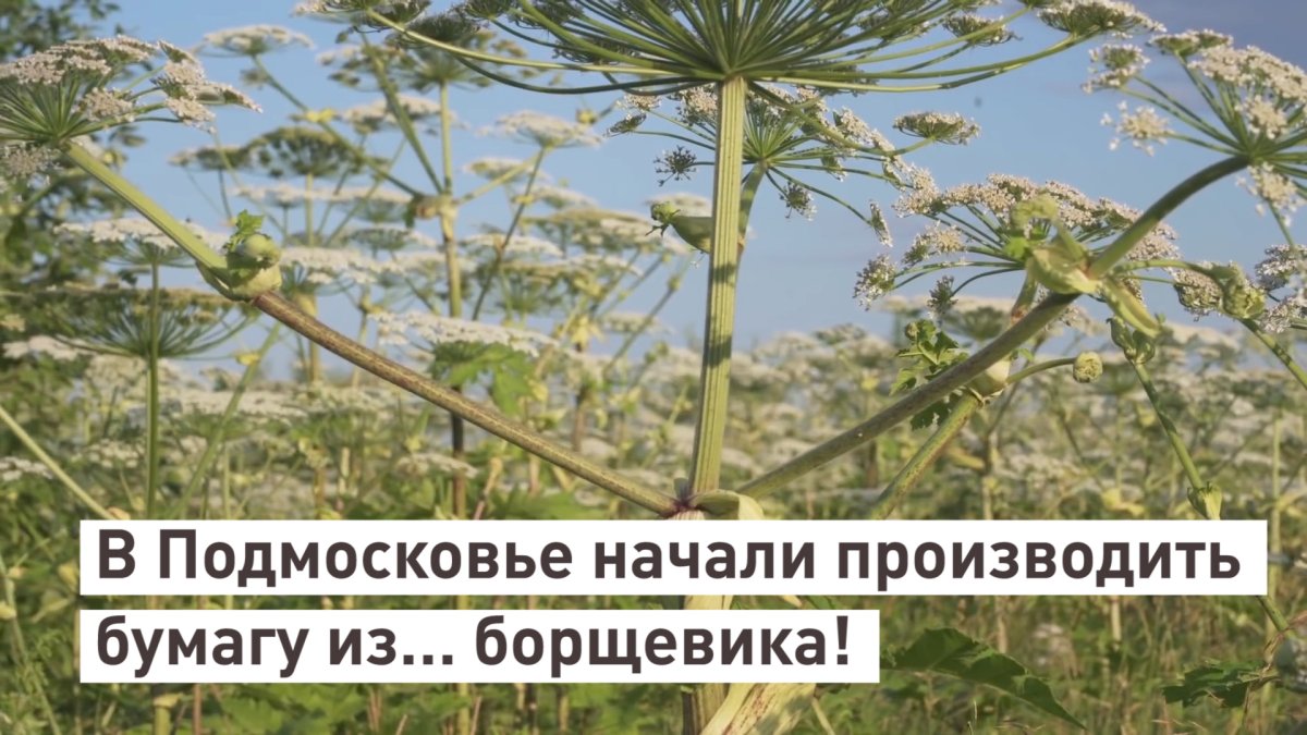 Берегись борщевик Сосновского