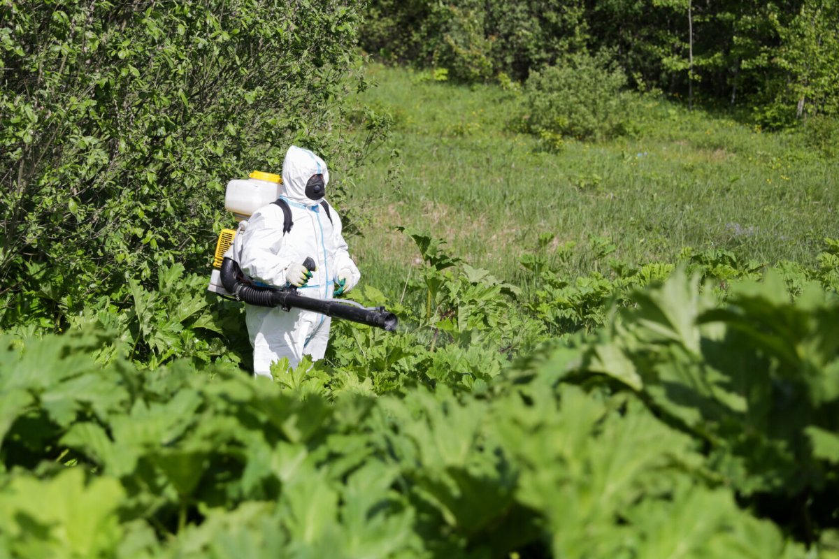 Борщевик и тысячелистник