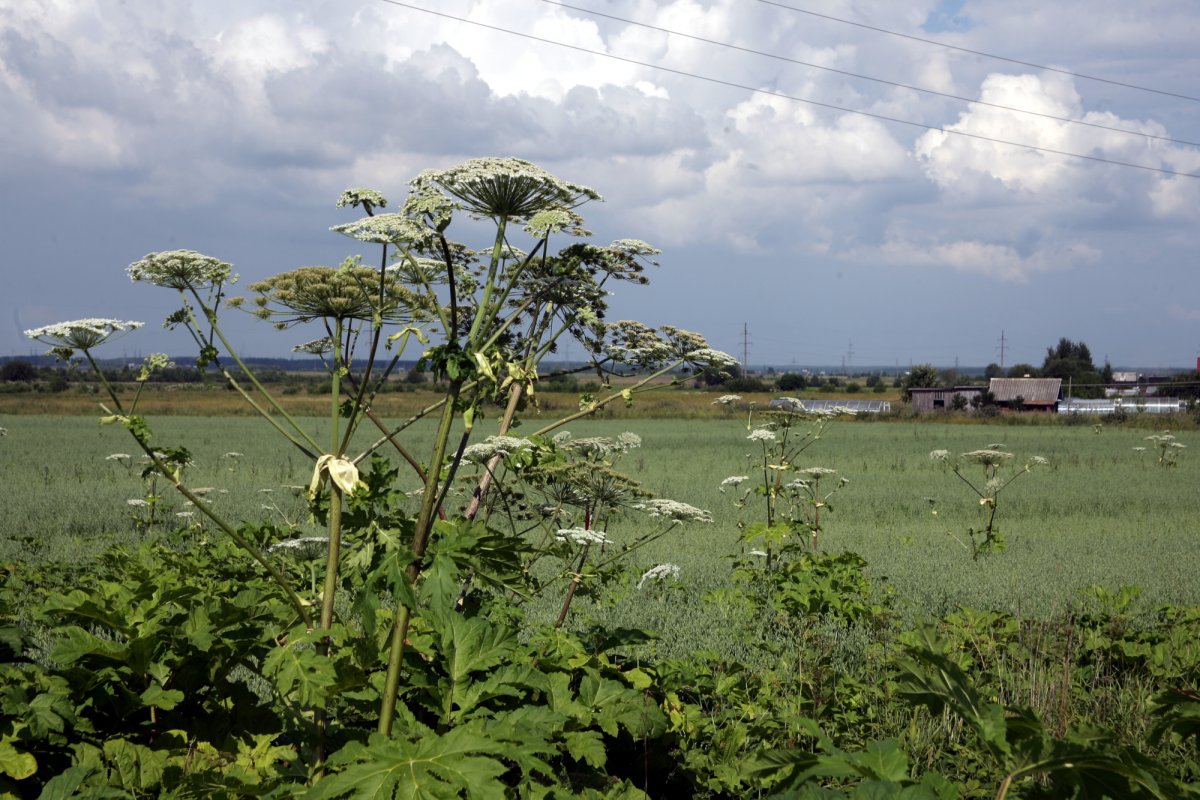 Ядовитый борщевик Сосновского