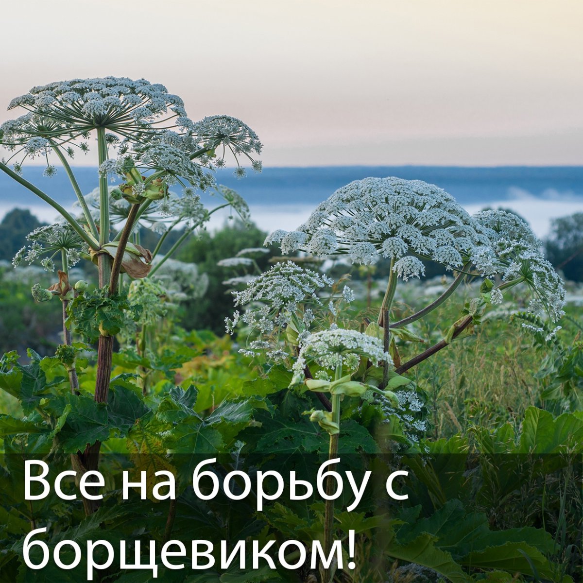 Курай, дягиль, борщевик