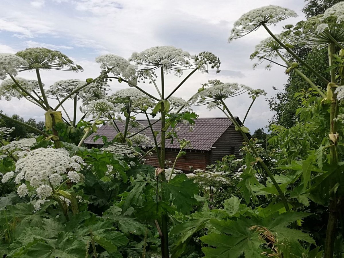 Борщевик Сибирский