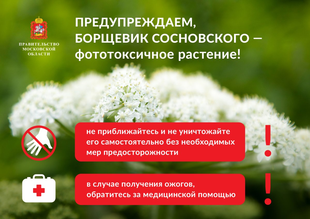 Борщевик 3 метра