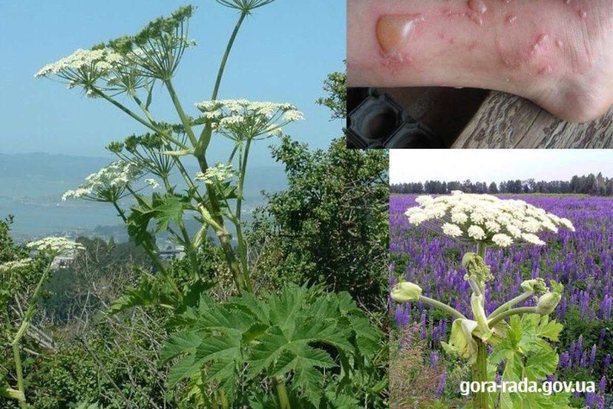 Борщевик Эстетика