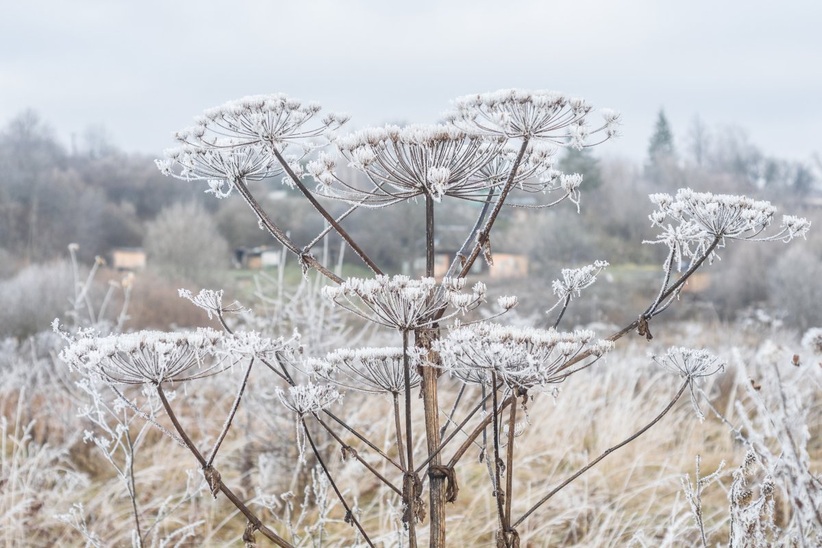 Борщевик Мантегацци