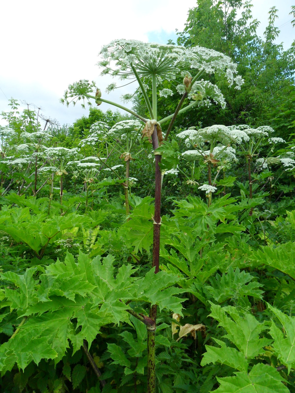 Борщевик Сибирский для животных