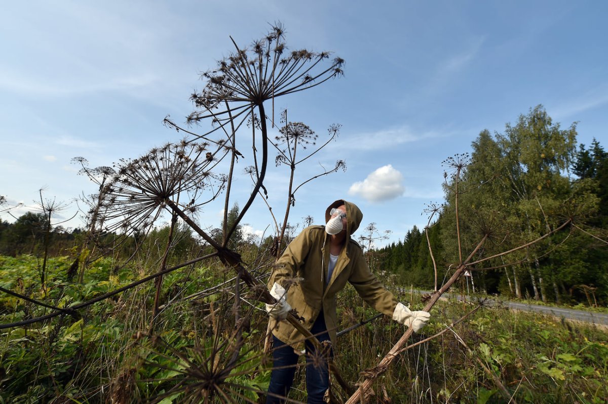 Гигантский борщевик Сосновского