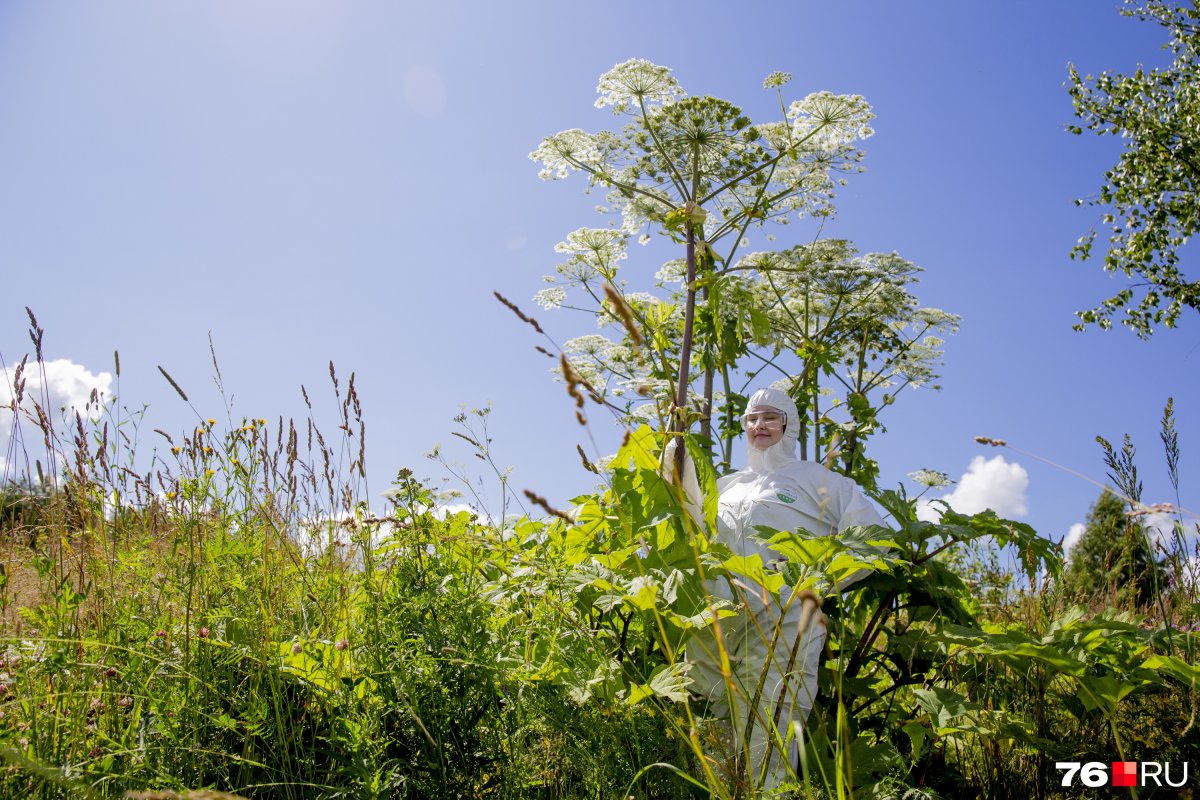 Сорт борщевика Сосновского «Северянин»