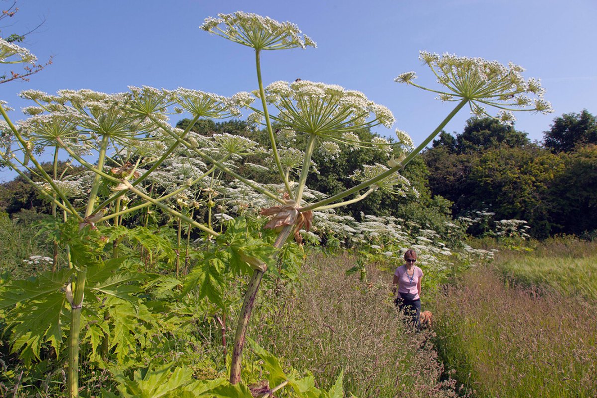 Борщевик Сосновского