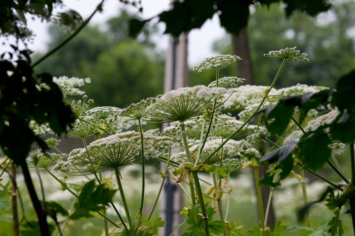 Борщевик стилизация