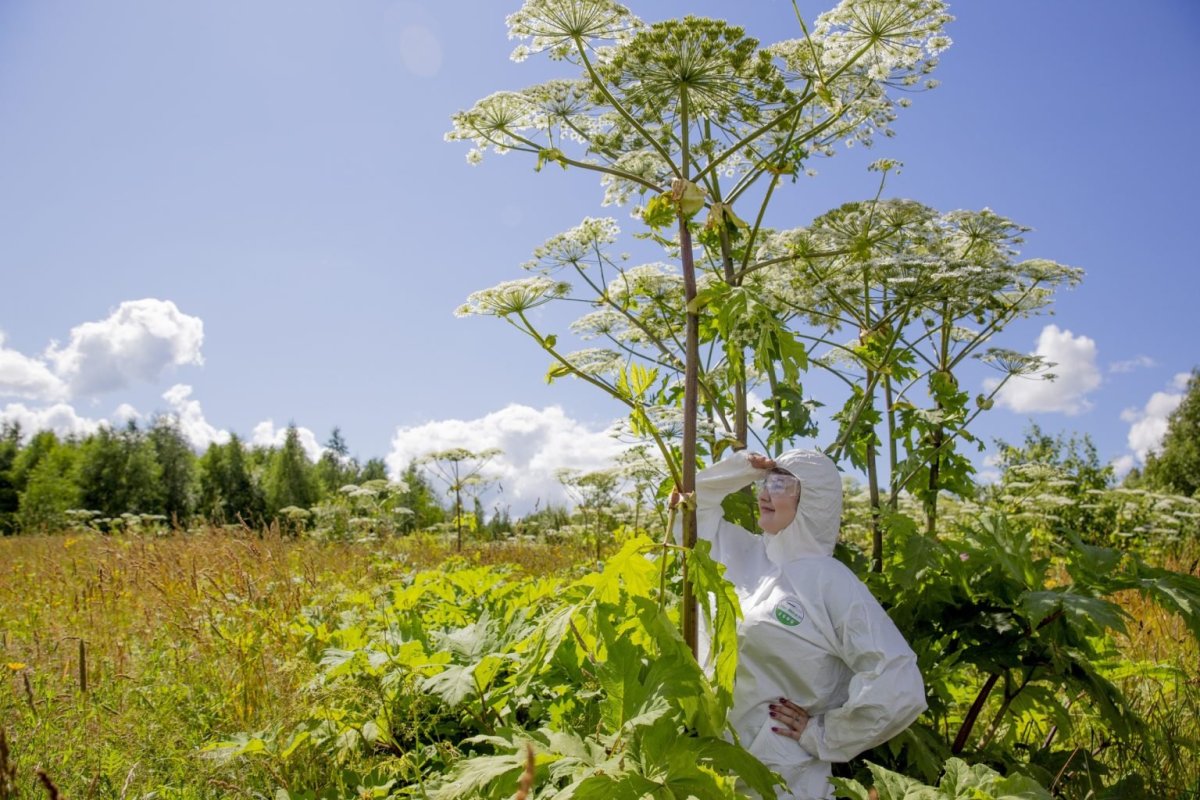 Борщевик ядовитое растение ожоги