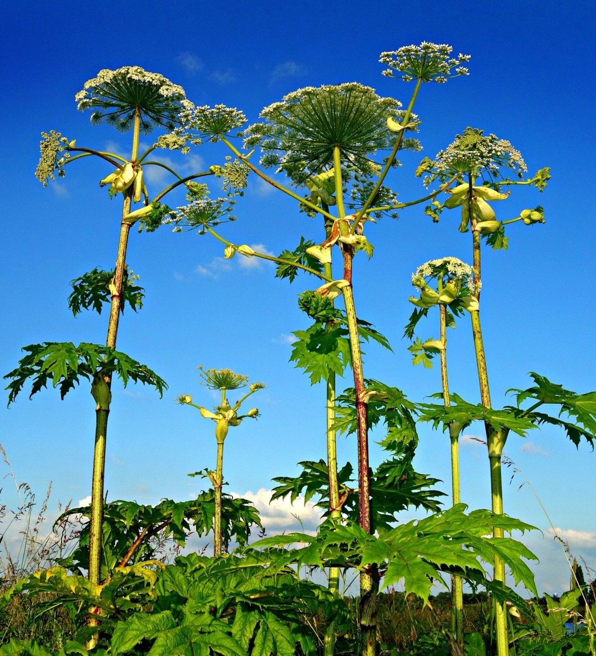 Борщевик соцветие