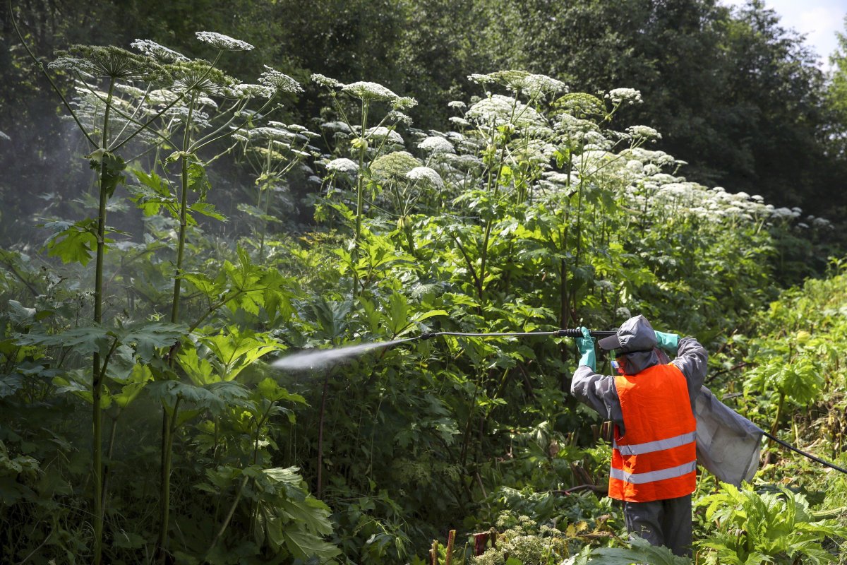 Борщевик Сосновского и борщевик Мантегацци
